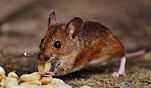 24 Hour & Emergency Exterminators in Lucy, TN